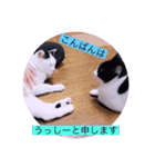 ガッシーねこーず40にゃんシリーズ㉟（個別スタンプ：25）