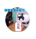 ガッシーねこーず40にゃんシリーズ㉟（個別スタンプ：27）