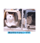 ガッシーねこーず40にゃんシリーズ㉟（個別スタンプ：31）