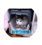 ガッシーねこーず40にゃんシリーズ㉟（個別スタンプ：36）