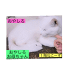 全員集合がっしーねこーず39にゃん（個別スタンプ：1）