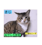 全員集合がっしーねこーず39にゃん（個別スタンプ：2）
