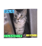 全員集合がっしーねこーず39にゃん（個別スタンプ：4）