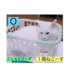 全員集合がっしーねこーず39にゃん（個別スタンプ：5）