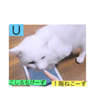 全員集合がっしーねこーず39にゃん（個別スタンプ：6）