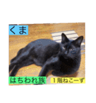 全員集合がっしーねこーず39にゃん（個別スタンプ：7）