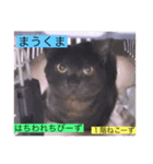 全員集合がっしーねこーず39にゃん（個別スタンプ：8）