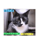 全員集合がっしーねこーず39にゃん（個別スタンプ：9）