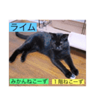 全員集合がっしーねこーず39にゃん（個別スタンプ：10）