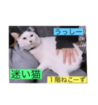 全員集合がっしーねこーず39にゃん（個別スタンプ：12）
