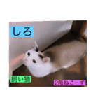 全員集合がっしーねこーず39にゃん（個別スタンプ：13）