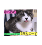 全員集合がっしーねこーず39にゃん（個別スタンプ：14）
