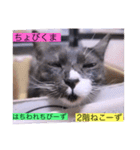 全員集合がっしーねこーず39にゃん（個別スタンプ：15）