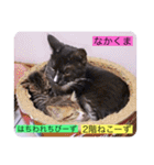 全員集合がっしーねこーず39にゃん（個別スタンプ：16）