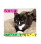 全員集合がっしーねこーず39にゃん（個別スタンプ：17）