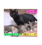 全員集合がっしーねこーず39にゃん（個別スタンプ：18）