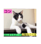全員集合がっしーねこーず39にゃん（個別スタンプ：19）