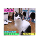 全員集合がっしーねこーず39にゃん（個別スタンプ：20）