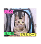 全員集合がっしーねこーず39にゃん（個別スタンプ：21）