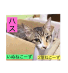 全員集合がっしーねこーず39にゃん（個別スタンプ：22）