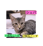 全員集合がっしーねこーず39にゃん（個別スタンプ：23）