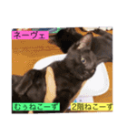 全員集合がっしーねこーず39にゃん（個別スタンプ：24）