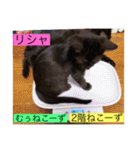 全員集合がっしーねこーず39にゃん（個別スタンプ：26）