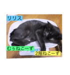 全員集合がっしーねこーず39にゃん（個別スタンプ：27）