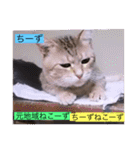 全員集合がっしーねこーず39にゃん（個別スタンプ：28）