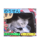 全員集合がっしーねこーず39にゃん（個別スタンプ：29）