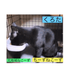 全員集合がっしーねこーず39にゃん（個別スタンプ：30）