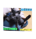 全員集合がっしーねこーず39にゃん（個別スタンプ：31）