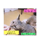 全員集合がっしーねこーず39にゃん（個別スタンプ：32）
