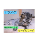 全員集合がっしーねこーず39にゃん（個別スタンプ：33）