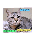 全員集合がっしーねこーず39にゃん（個別スタンプ：34）