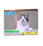 全員集合がっしーねこーず39にゃん（個別スタンプ：35）