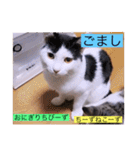 全員集合がっしーねこーず39にゃん（個別スタンプ：36）
