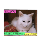 全員集合がっしーねこーず39にゃん（個別スタンプ：37）