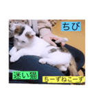 全員集合がっしーねこーず39にゃん（個別スタンプ：38）