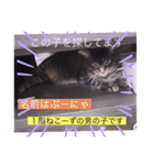 全員集合がっしーねこーず39にゃん（個別スタンプ：39）