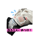 さくこたスタンプだって2（個別スタンプ：3）