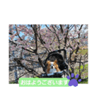 ぱぴぱぴパピヨン桜2022（個別スタンプ：1）