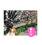 ぱぴぱぴパピヨン桜2022（個別スタンプ：4）