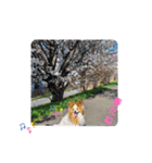 ぱぴぱぴパピヨン桜2022（個別スタンプ：5）