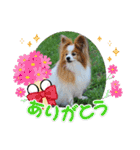 ぱぴぱぴパピヨン桜2022（個別スタンプ：6）