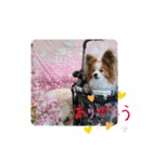 ぱぴぱぴパピヨン桜2022（個別スタンプ：7）