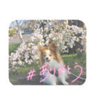 ぱぴぱぴパピヨン桜2022（個別スタンプ：8）