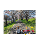 ぱぴぱぴパピヨン桜2022（個別スタンプ：9）