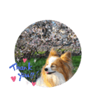 ぱぴぱぴパピヨン桜2022（個別スタンプ：10）