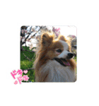 ぱぴぱぴパピヨン桜2022（個別スタンプ：12）